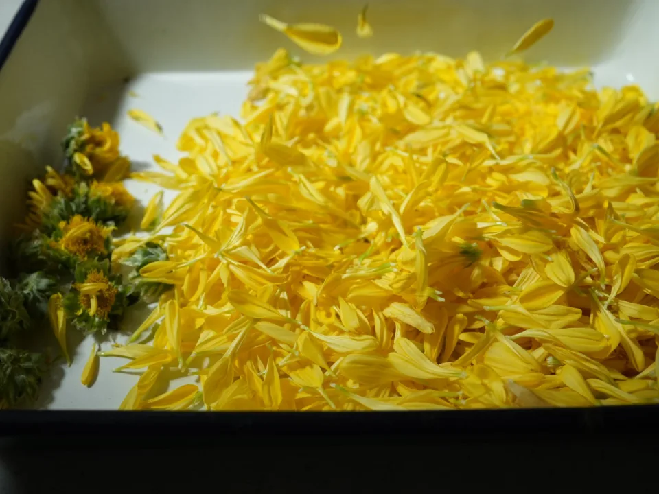 Chrysanthemum pickles